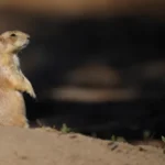 Pueblo County Plague