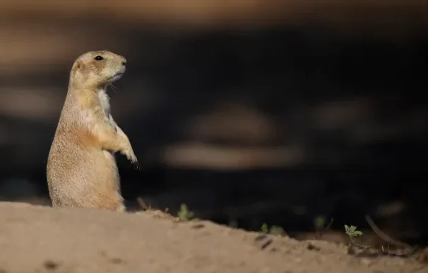 Pueblo County Plague