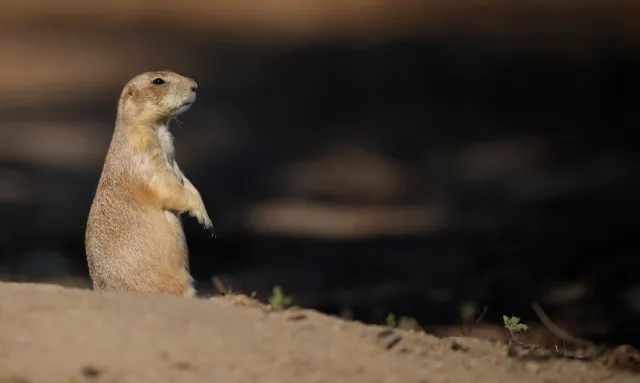 Pueblo County Plague