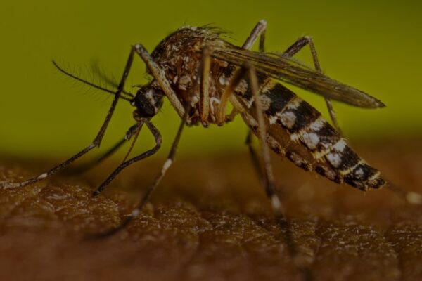 Dengue Fever threat